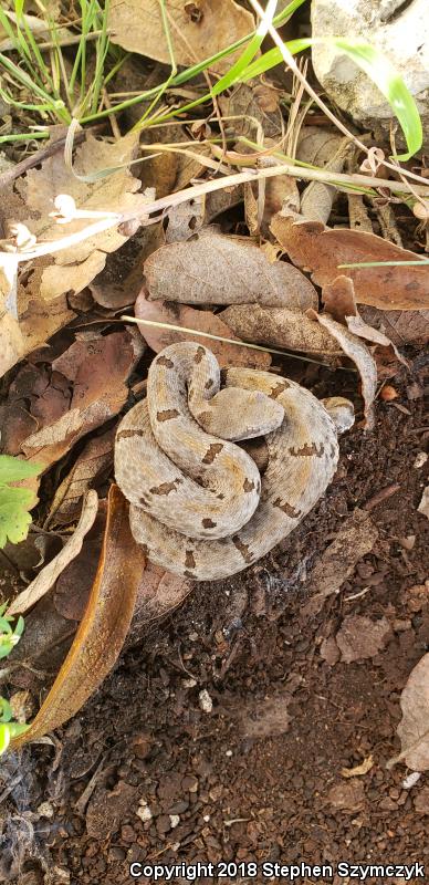 Tamaulipan Rock Rattlesnake (Crotalus lepidus morulus)