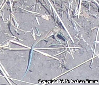 New Mexico Whiptail (Aspidoscelis neomexicana)