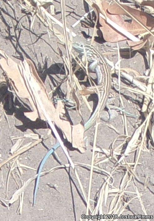 New Mexico Whiptail (Aspidoscelis neomexicana)