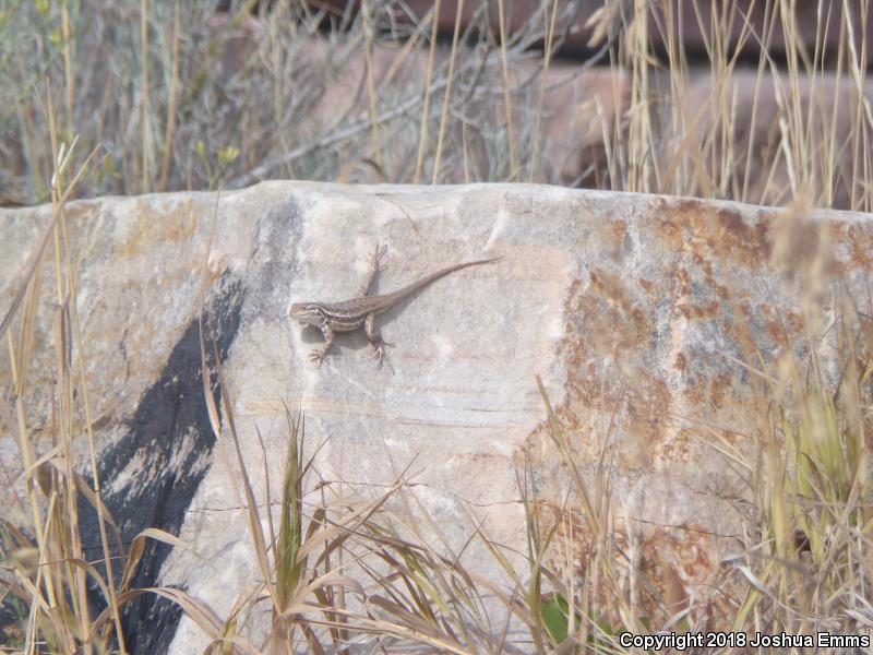 Northern Sagebrush Lizard (Sceloporus graciosus graciosus)