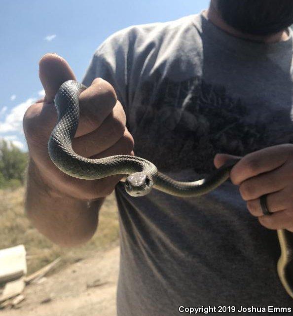 Western Yellow-bellied Racer (Coluber constrictor mormon)