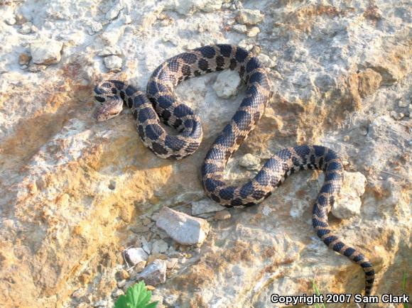 Western Foxsnake (Pantherophis vulpinus)