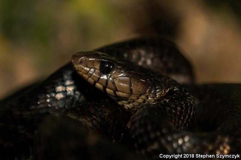 Texas Indigo Snake (Drymarchon melanurus erebennus)