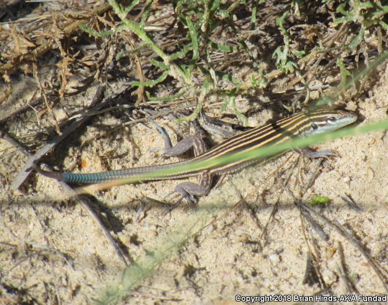 Arizona Striped Whiptail (Aspidoscelis arizonae)