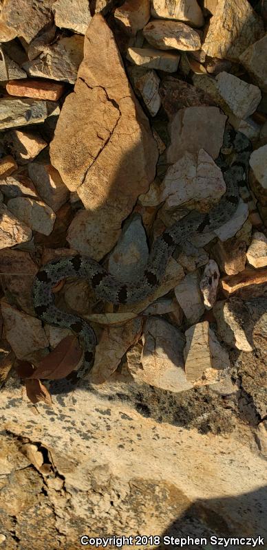 Banded Rock Rattlesnake (Crotalus lepidus klauberi)