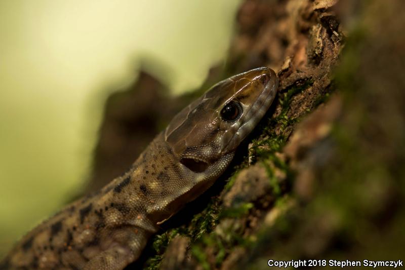 Madrean Tropical Night Lizard (Lepidophyma sylvaticum)