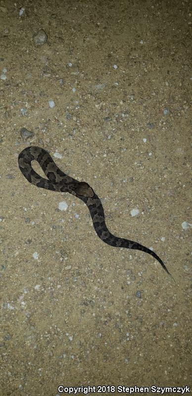 Western Cottonmouth (Agkistrodon piscivorus leucostoma)