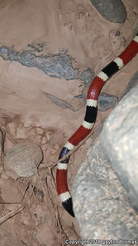 Sonoran Coralsnake (Micruroides euryxanthus)