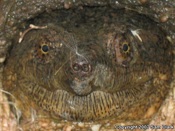 Eastern Snapping Turtle (Chelydra serpentina serpentina)