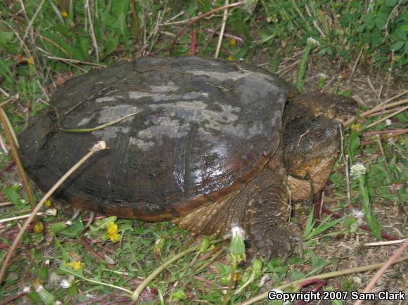 Eastern Snapping Turtle (Chelydra serpentina serpentina)