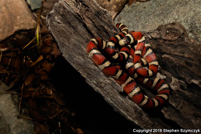 Sonoran Mountain Kingsnake (Lampropeltis pyromelana)