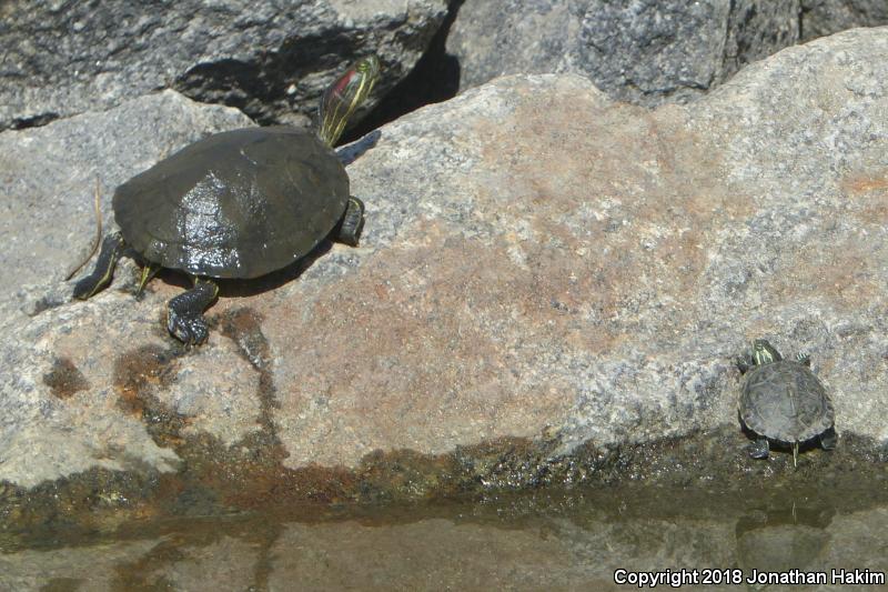 Yellow-bellied Slider (Trachemys scripta scripta)