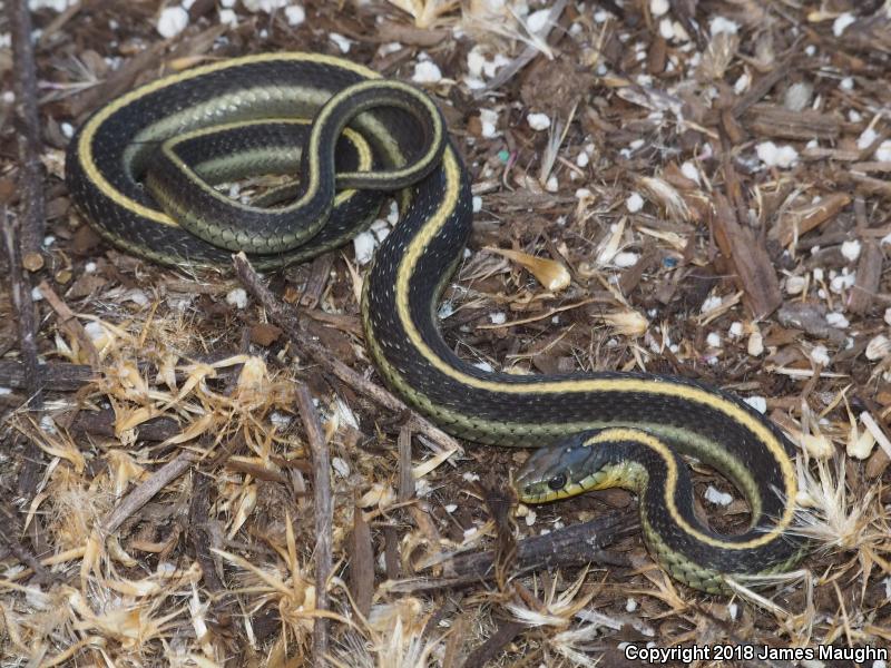 Santa Cruz Gartersnake (Thamnophis atratus atratus)