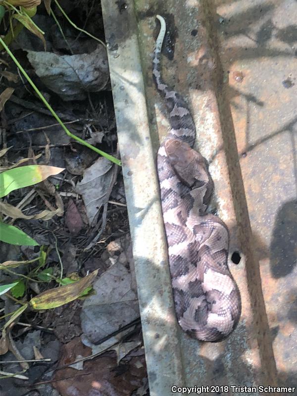 Western Cottonmouth (Agkistrodon piscivorus leucostoma)