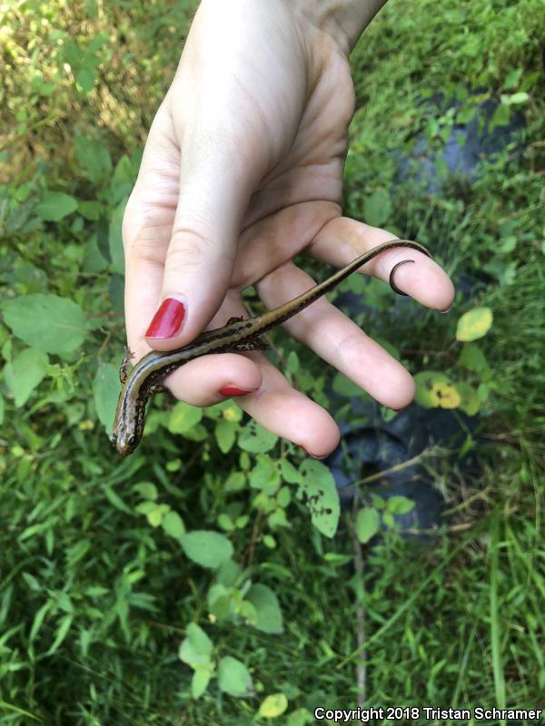 Three-lined Salamander (Eurycea guttolineata)