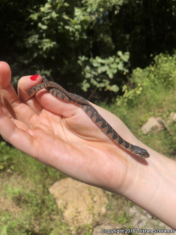 Plain-bellied Watersnake (Nerodia erythrogaster)