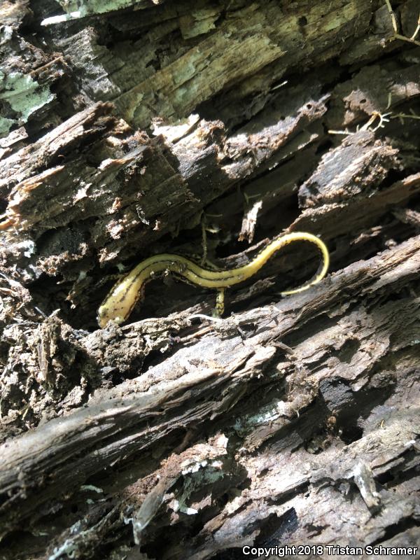 Three-lined Salamander (Eurycea guttolineata)