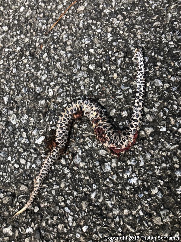 Dusky Pigmy Rattlesnake (Sistrurus miliarius barbouri)