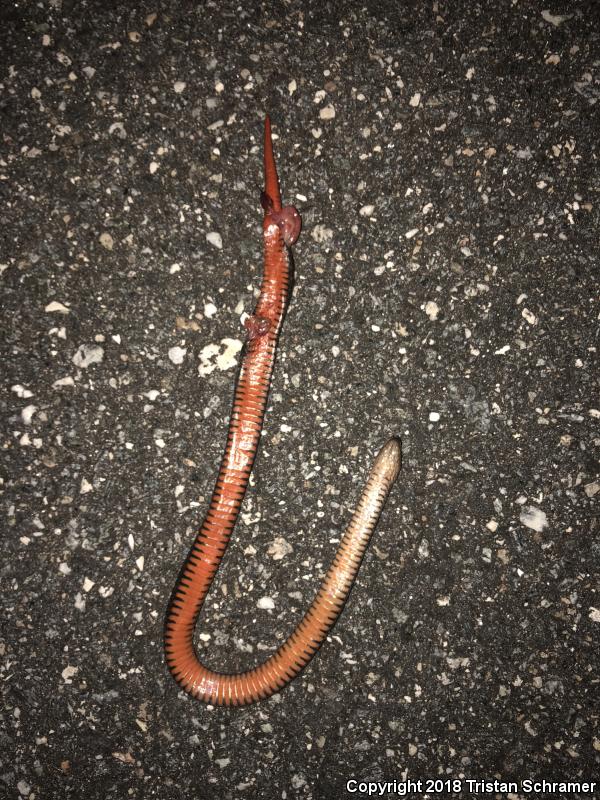 North Florida Swampsnake (Seminatrix pygaea pygaea)