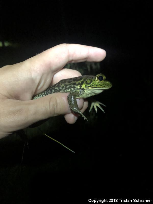 Pig Frog (Lithobates grylio)