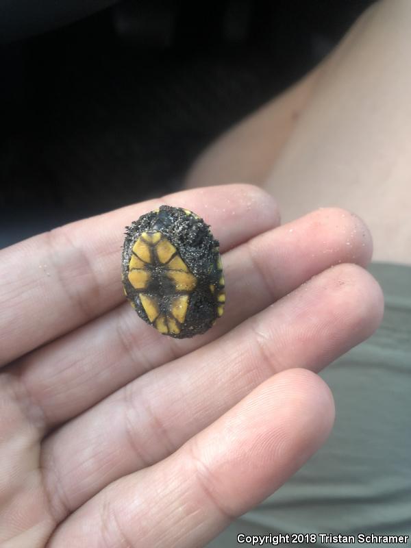 Eastern Mud Turtle (Kinosternon subrubrum)