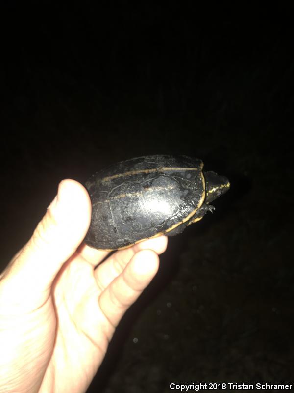 Striped Mud Turtle (Kinosternon baurii)