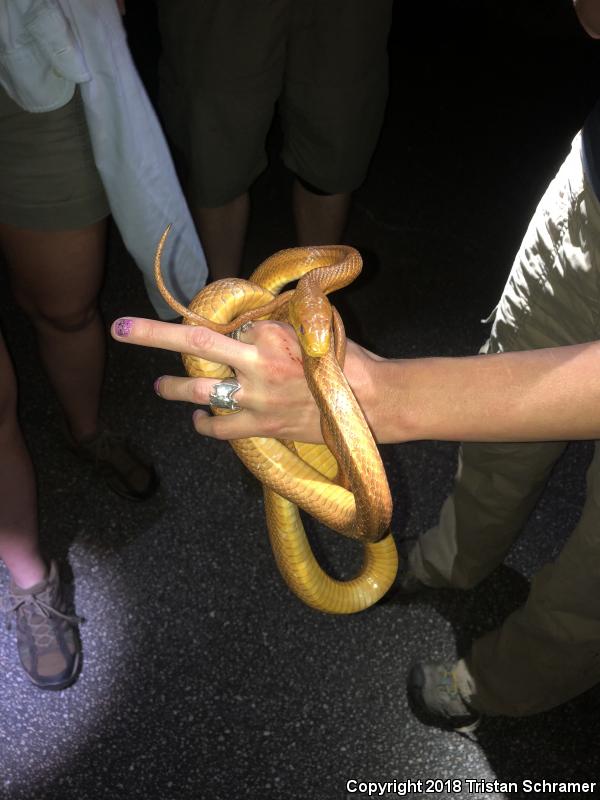 Everglades Ratsnake (Pantherophis obsoletus rossalleni)