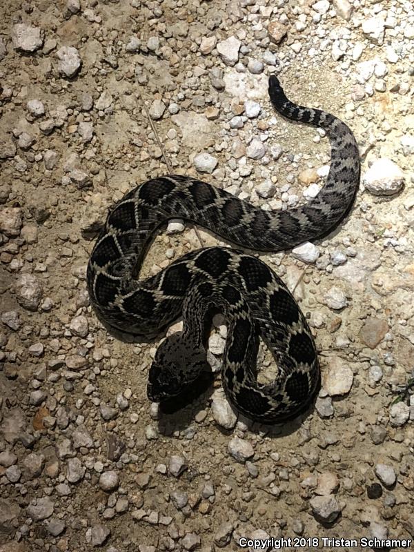 Eastern Diamond-backed Rattlesnake (Crotalus adamanteus)