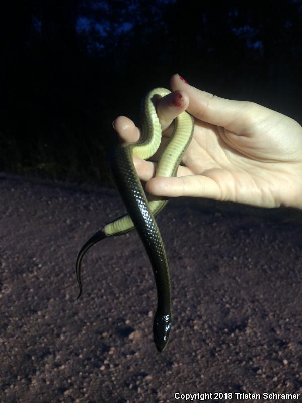 Striped Crayfish Snake (Regina alleni)