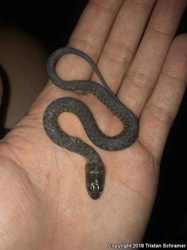 Florida Green Watersnake (Nerodia floridana)