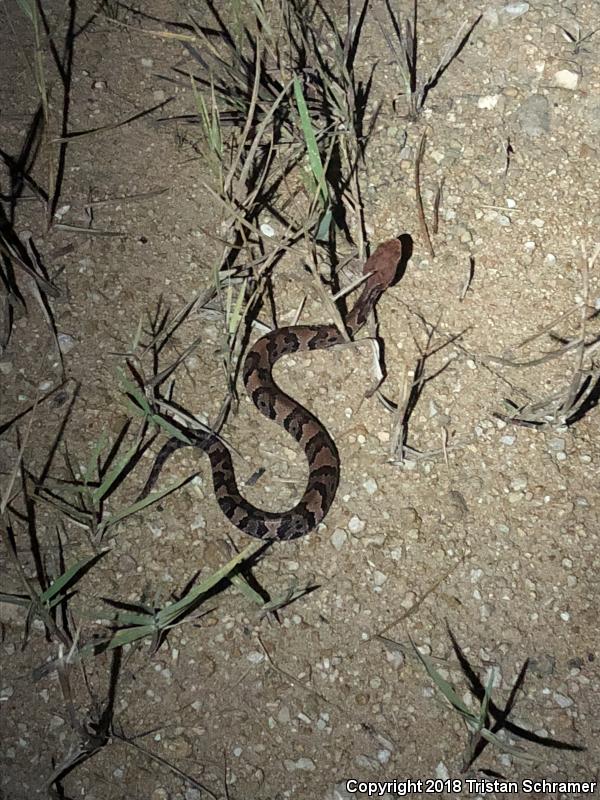 Florida Cottonmouth (Agkistrodon piscivorus conanti)