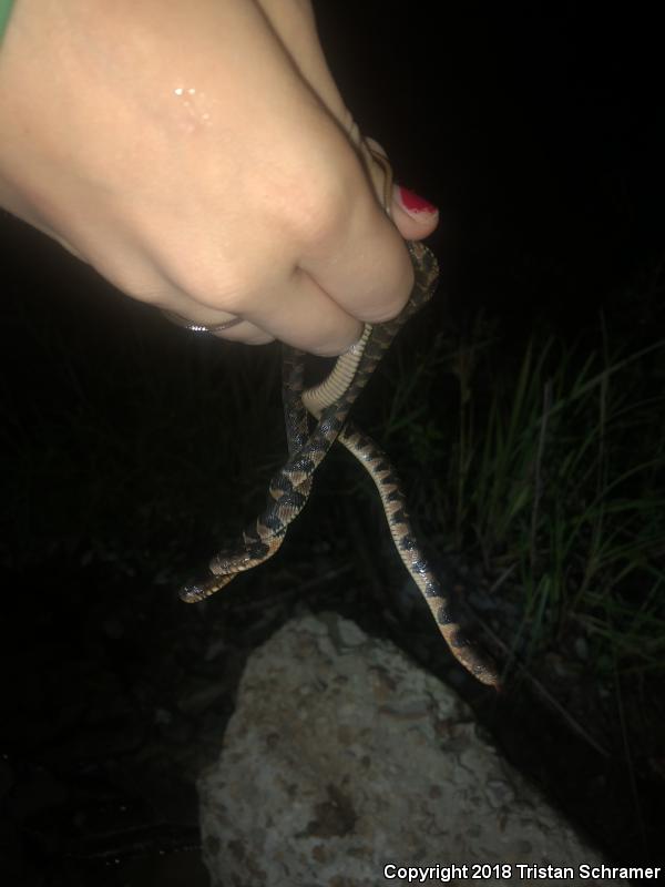 Plain-bellied Watersnake (Nerodia erythrogaster)