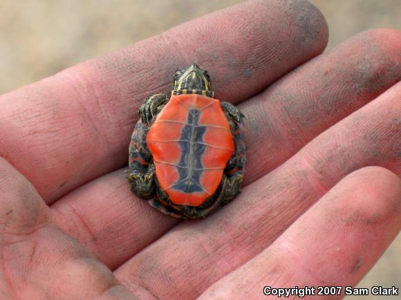 Midland Painted Turtle (Chrysemys picta marginata)