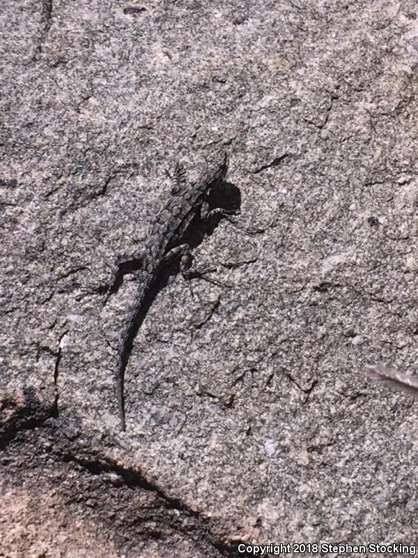 Colorado River Tree Lizard (Urosaurus ornatus symmetricus)