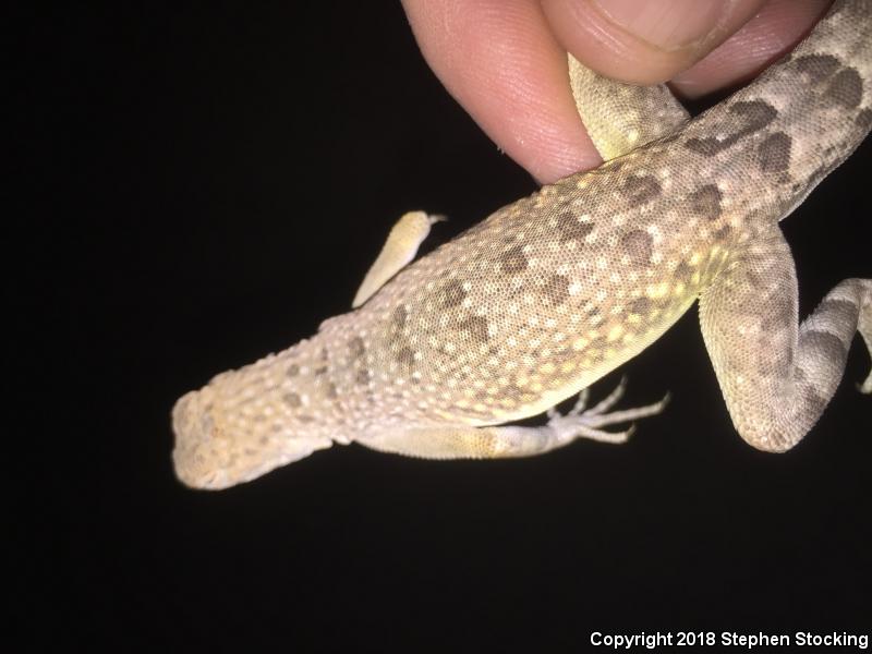 Northern Zebra-tailed Lizard (Callisaurus draconoides myurus)