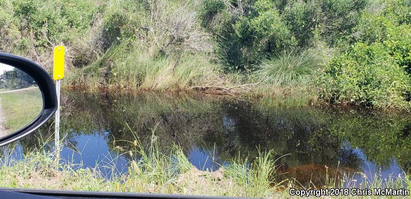 American Alligator (Alligator mississippiensis)