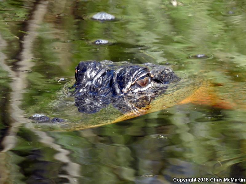 American Alligator (Alligator mississippiensis)