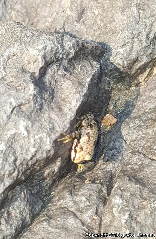 Arizona Treefrog (Hyla wrightorum)