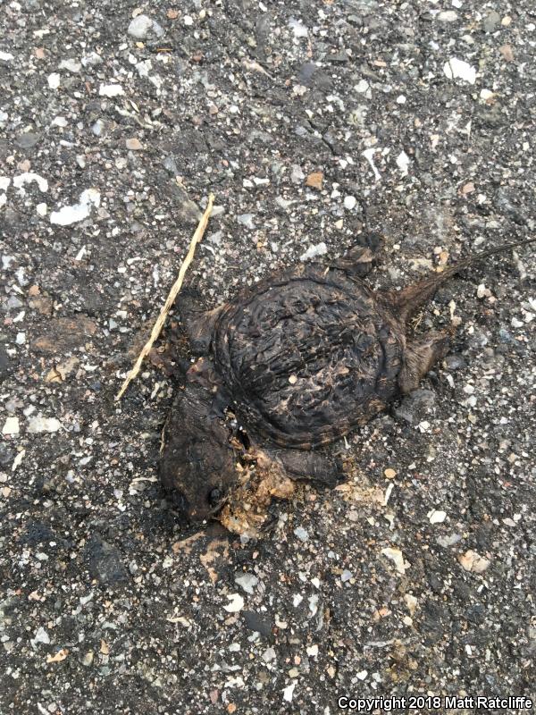 Eastern Snapping Turtle (Chelydra serpentina serpentina)