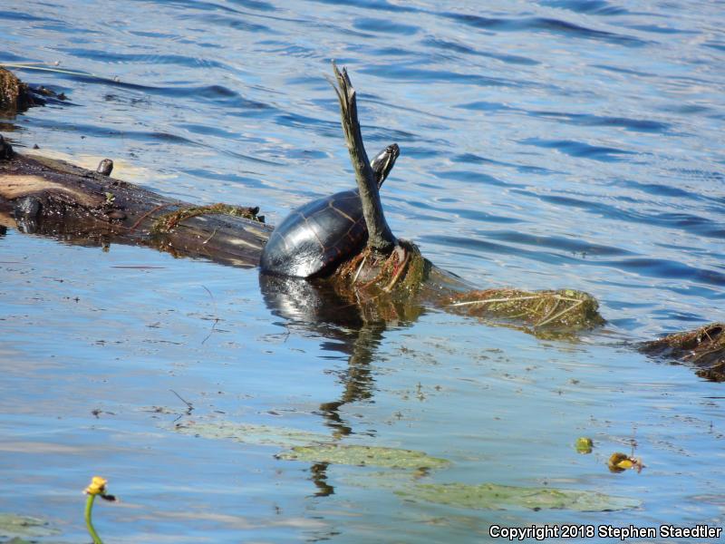 Eastern Painted Turtle (Chrysemys picta picta)