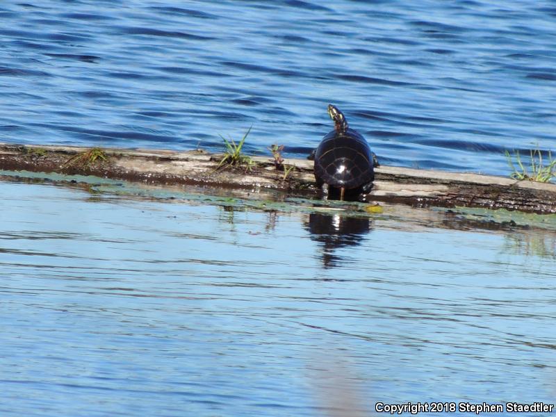 Eastern Painted Turtle (Chrysemys picta picta)