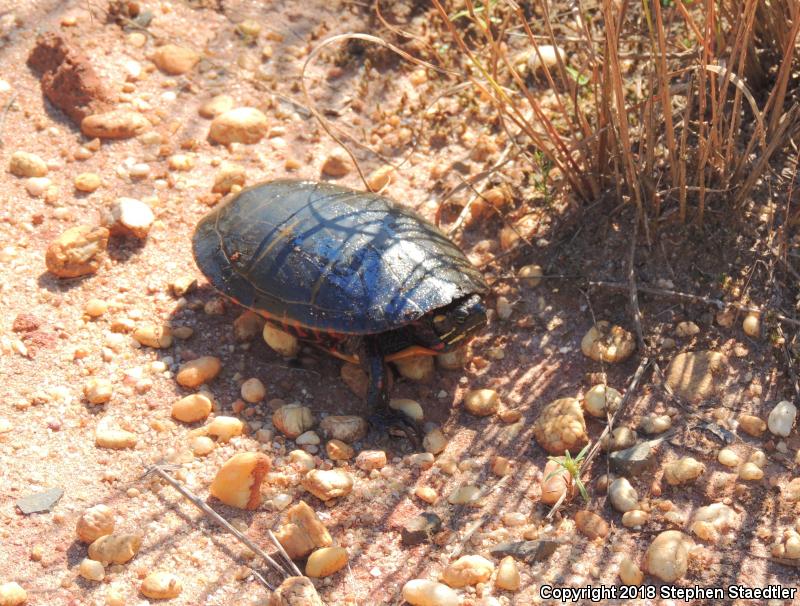 Eastern Painted Turtle (Chrysemys picta picta)