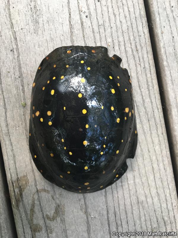 Spotted Turtle (Clemmys guttata)