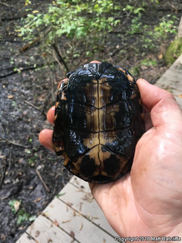 Spotted Turtle (Clemmys guttata)