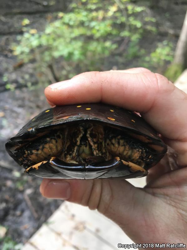 Spotted Turtle (Clemmys guttata)