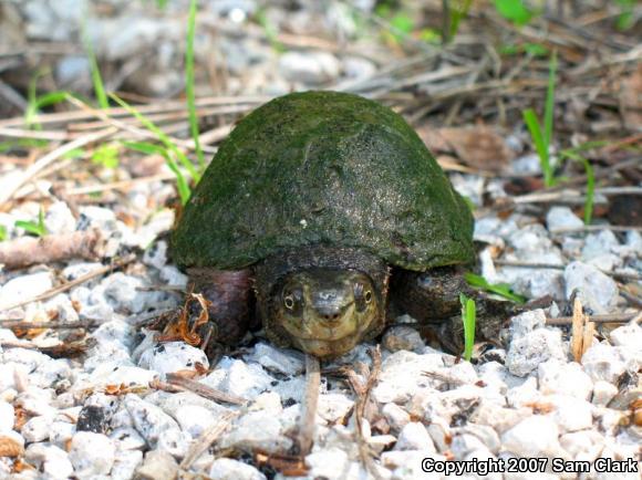 Yellow Mud Turtle (Kinosternon flavescens flavescens)