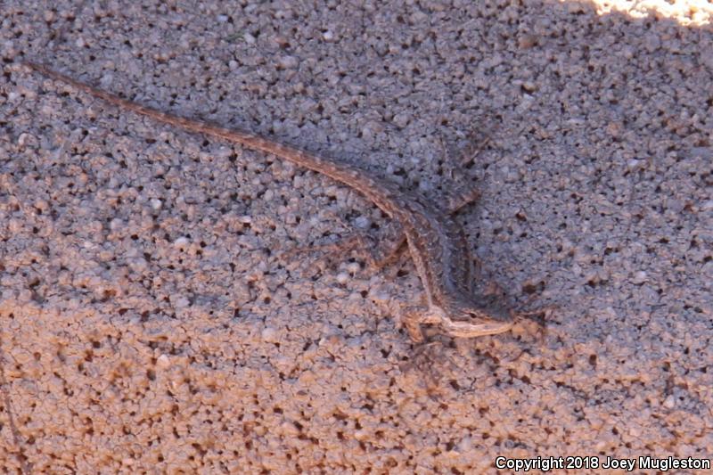 Northern Tree Lizard (Urosaurus ornatus wrighti)