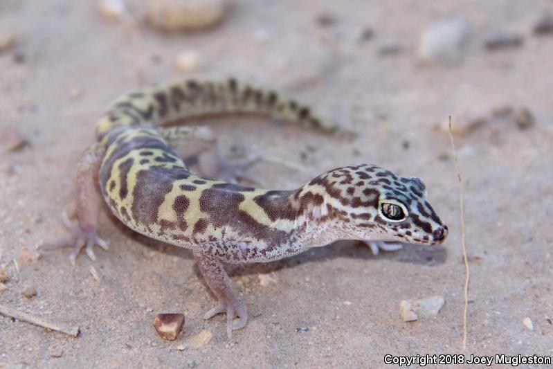 Utah Banded Gecko (Coleonyx variegatus utahensis)