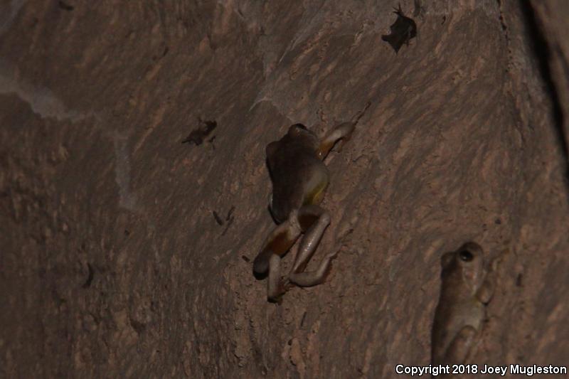 Canyon Treefrog (Hyla arenicolor)