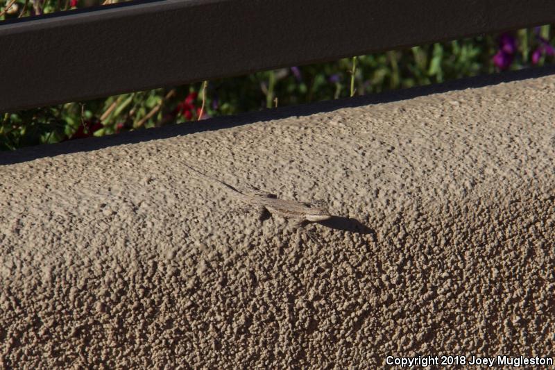 Northern Tree Lizard (Urosaurus ornatus wrighti)